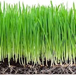 wheat grass in New Earth Green Powder Superdrink